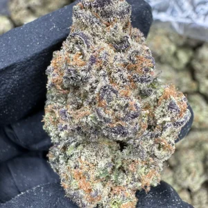 Blueberry Muffin - EXOTIC INDOOR