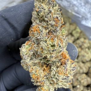 White Truffle - EXOTIC INDOOR